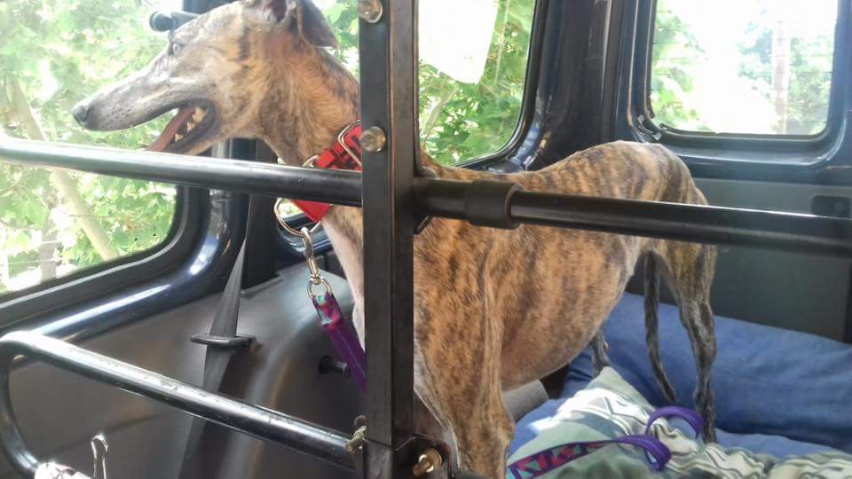 galgos112's tweet photo. #BoletíndelosJueves Tous, Alessia y Kala llegan en #acogida, ¡Valentina #adoptada!
#TuesdayJournal Tous, Alessia & Kala come in #foster.Valentina is #adopted!
https://t.co/f7rUas0Hvb https://t.co/cVSbaxZQ4V