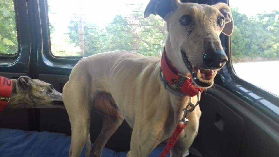 galgos112's tweet photo. #BoletíndelosJueves Tous, Alessia y Kala llegan en #acogida, ¡Valentina #adoptada!
#TuesdayJournal Tous, Alessia & Kala come in #foster.Valentina is #adopted!
https://t.co/f7rUas0Hvb https://t.co/cVSbaxZQ4V