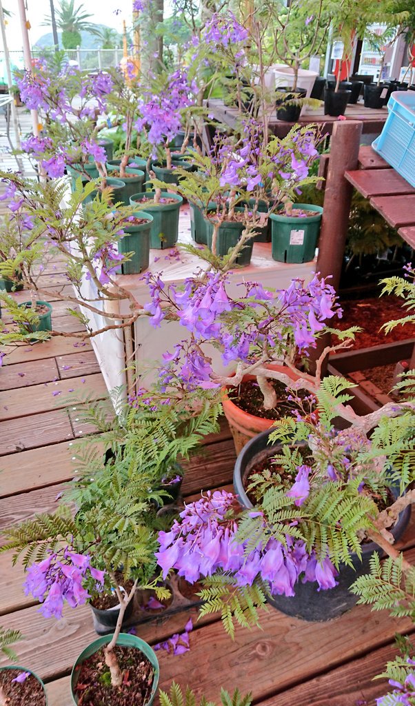 ジャカランダ祭り Twitter Search Twitter