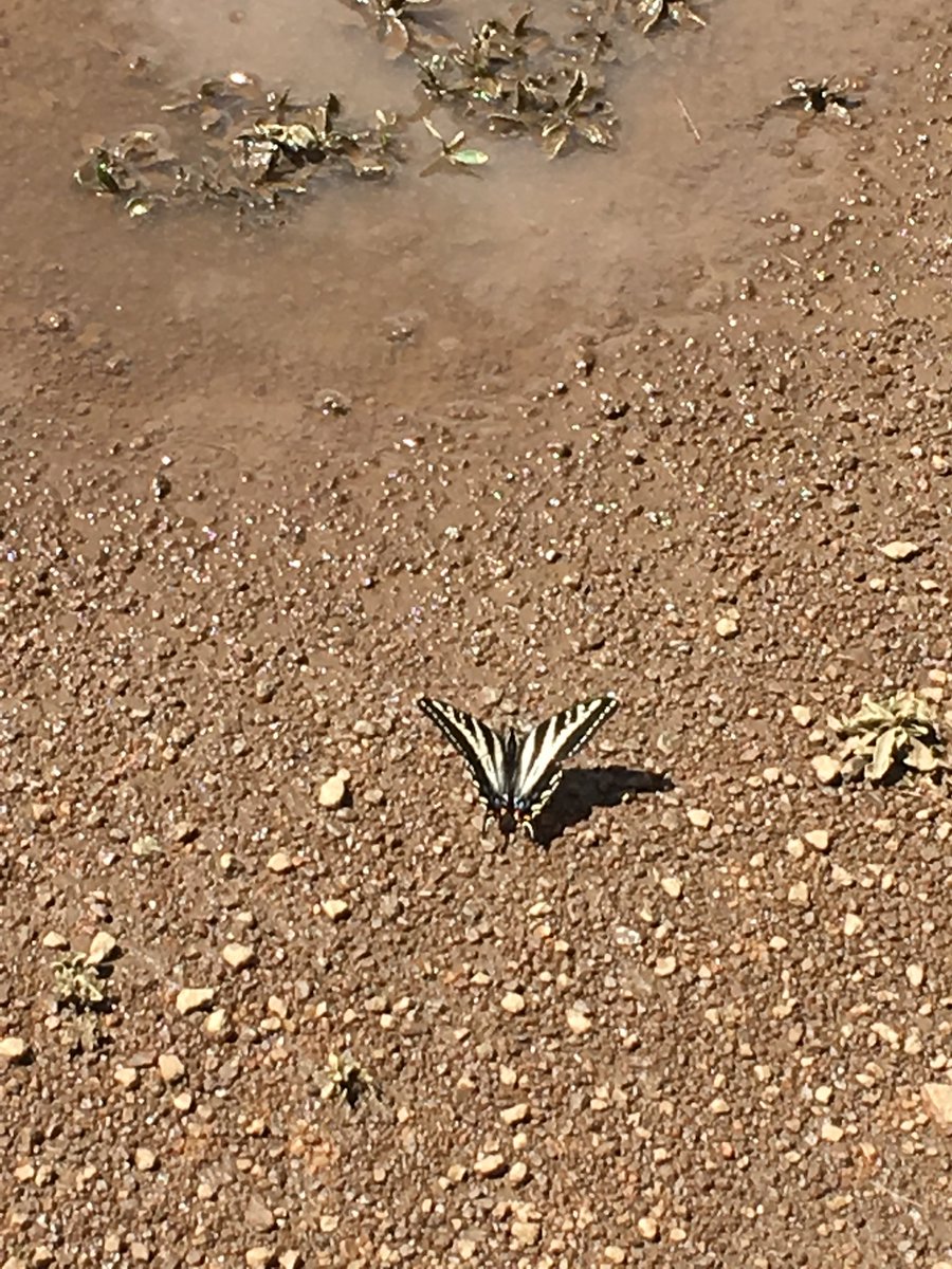 Stumbled across some #PaleSwallowtails ( #Papilioeurymedon ) having a “puddling party” in rainwater on patrol near #ReynoldsPark <a href="/JeffcoOpenSpace/">Jeffco Parks & Open Space</a> today... It made my day. #jeffcotrails #wildlife #butterfly #parkrangerthings