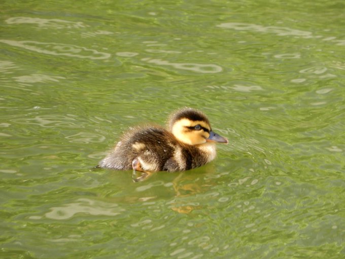 カルガモのtwitterイラスト検索結果