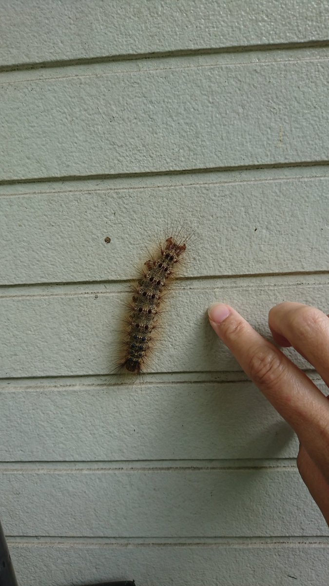 ちゃとらんず 閲覧注意 虫嫌いな方は拡大しないで下さい 玄関の脇の壁 頑張って登ってる 大きさ比較に指差してみた 壁に 張り付く手が可愛くて思わず寄って上からもパシャリ 触れないけどね てか 何の幼虫だろうか 毛虫