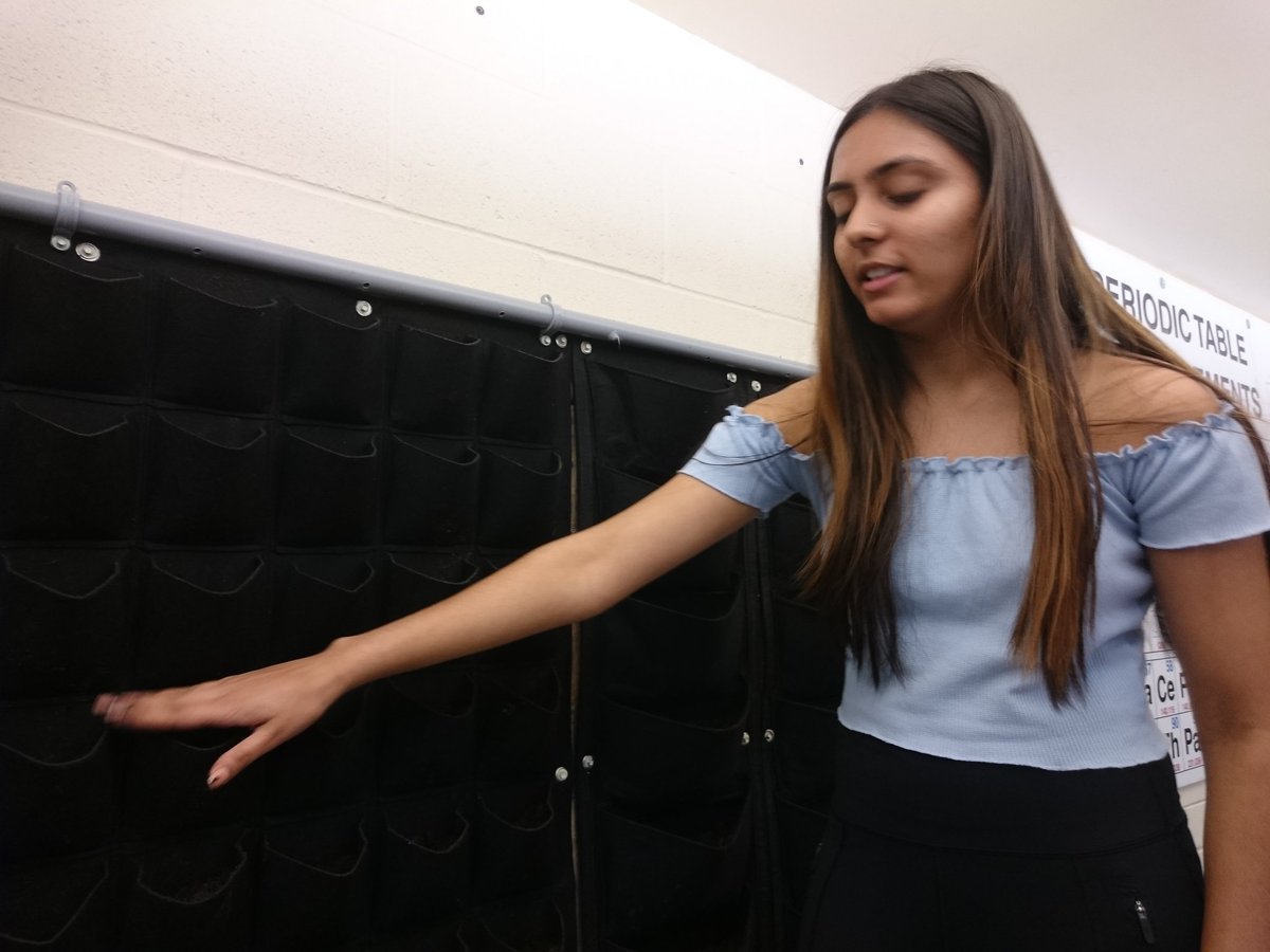 WestwoodGI's tweet photo. Produce #seeds planted in the #aquaponics wall and floating plants ordered for the tank @MrDulku @WWhighschool @FMPSD #BPAPlusForEnergy #sustainability #netzeroenergy #YMM https://t.co/Hmw3l9oMVU
