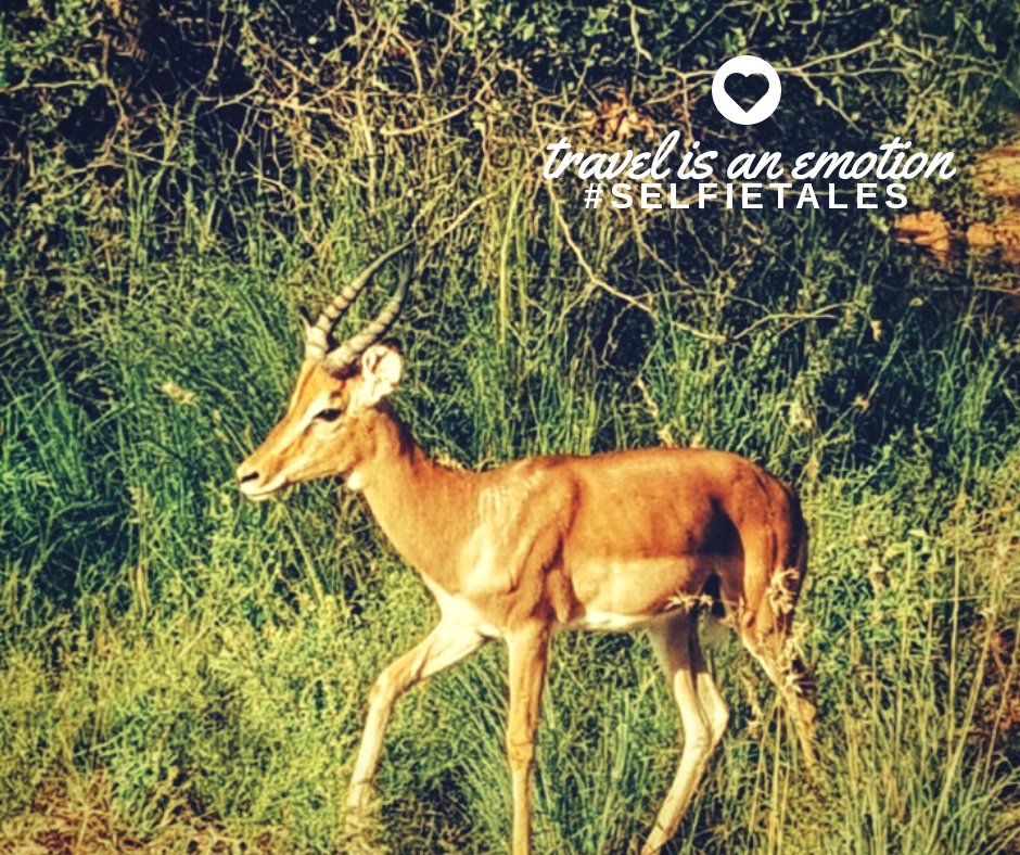 thetop10travel's tweet photo. Far up in the deep blue sky,
Great white clouds are floating by;
All the world is dressed in green;
Many happy birds are seen,
Roses bright and sunshine clear
Show that lovely June is here. #FGSanders #selfietales #travel #travelgoals #cute #travelpoetry #poetic #june #love #deer https://t.co/4qlFElvb1v