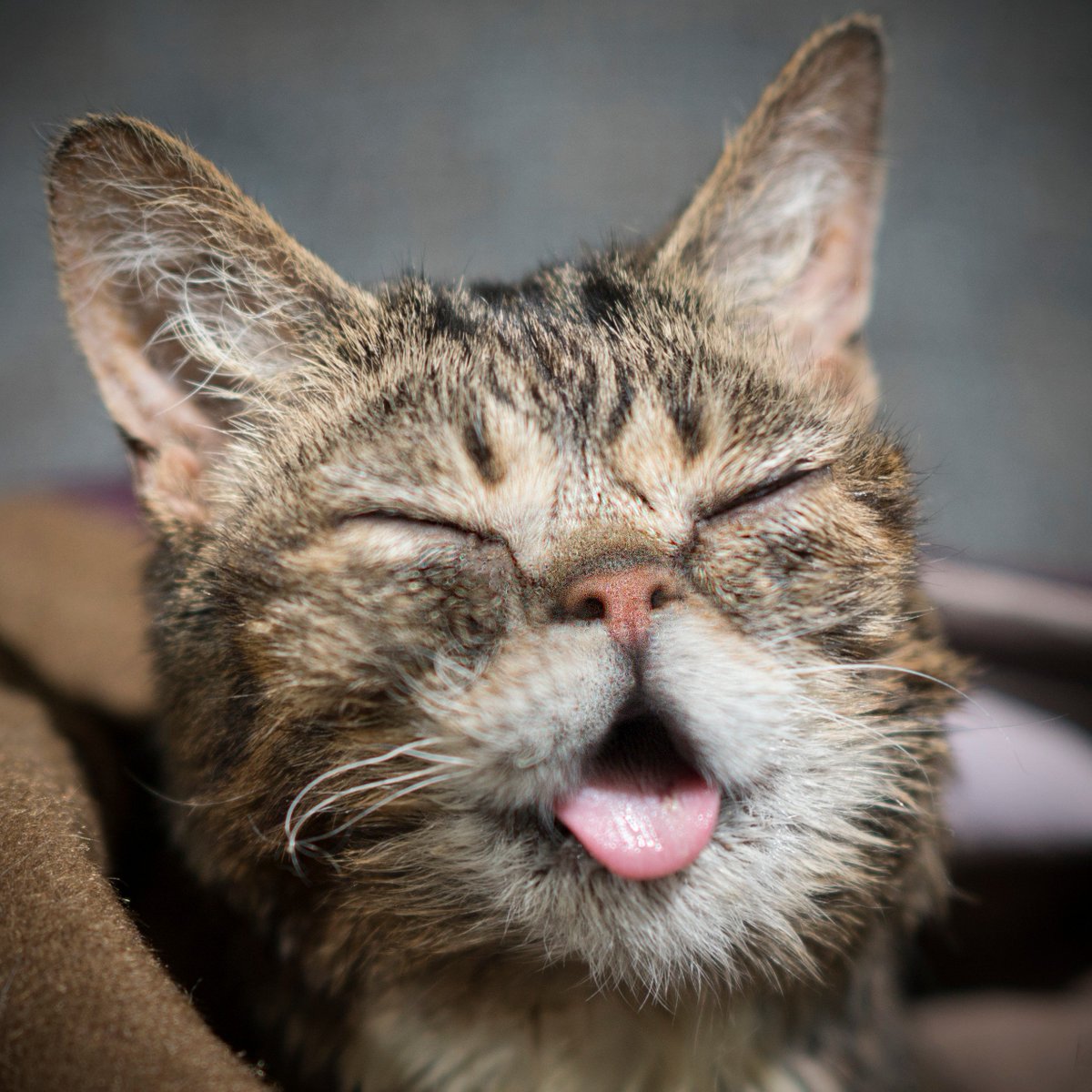 Lil BUB tweet media