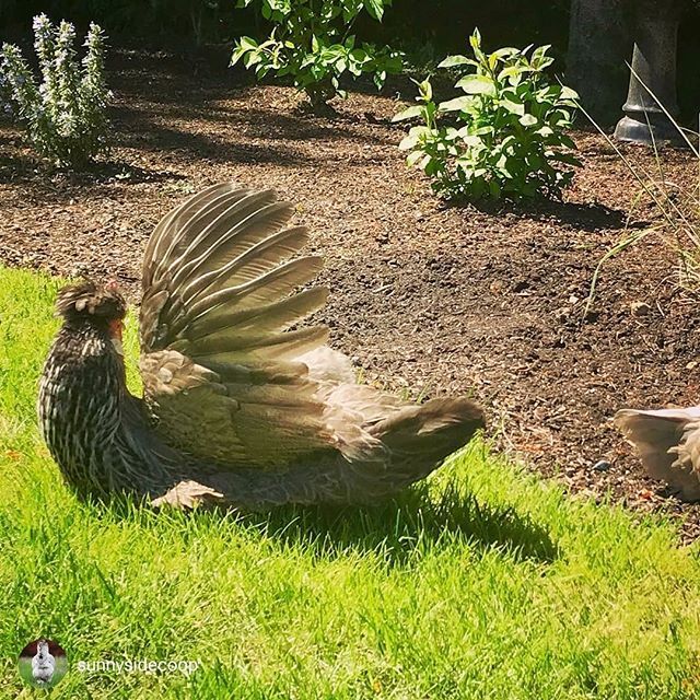 HealthyChickens's tweet photo. Via @sunnysidecoop..." 😂 This is how Maggie sunbathes. Need a caption..." #backyardpoultrymag #iamcountryside #crestedcreamlegbar #freerangechickens #raisingchickens #blueeggs #backyardchickens #backyardflock #countrylife #chickensaspets #chickensof… https://t.co/L3udXHPAJH https://t.co/Ducz5GmztY