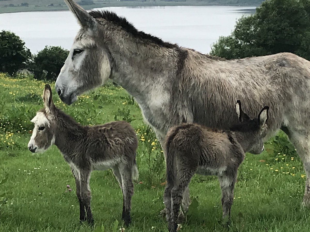 donkey twins