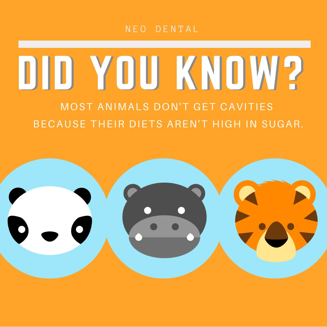 They also chew on more hard or rough materials than we do, such as bone or tree bark, with help to keep their teeth clean. However, domesticated animals can develop cavities if they eat a lot of sugar, so be sure to keep your pets' consumption of human food to a minimum.