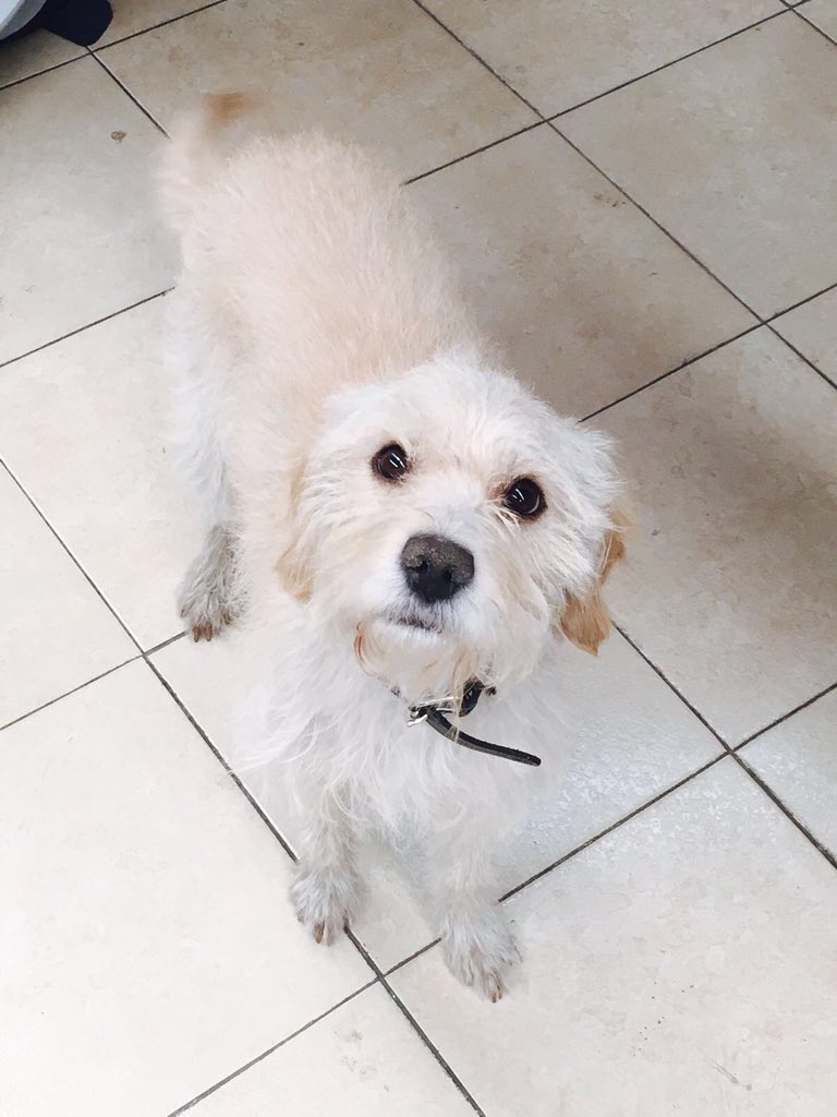 dodorochan's tweet image. Hola Twitter se acuerdan de whisky después de casi 2 meses de recuperación ya camina bien y ya está en adopción me ayudan con un RT re mega cariñoso y buen portado 🙏🐶🐶😍😍