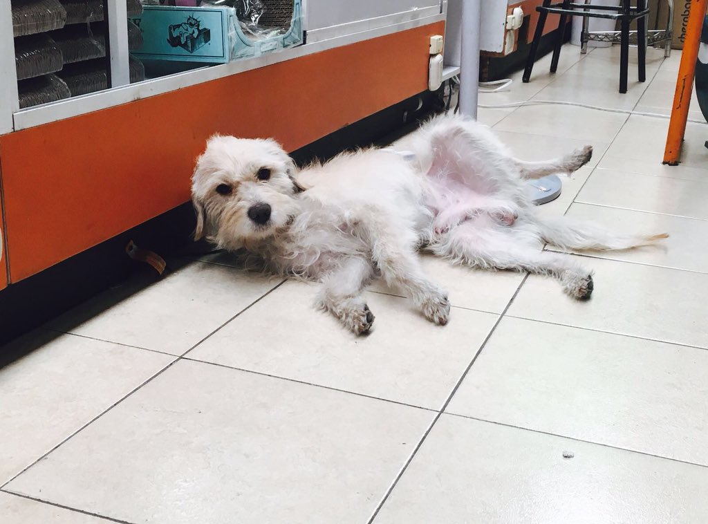 dodorochan's tweet image. Hola Twitter se acuerdan de whisky después de casi 2 meses de recuperación ya camina bien y ya está en adopción me ayudan con un RT re mega cariñoso y buen portado 🙏🐶🐶😍😍