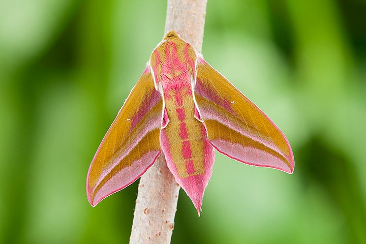 One of our Elephant Hawk Moths (Deilephila elpenor) emerged from its cocoon today @The_RHS @GdnMediaGuild @NGSOpenGardens @BBCCountryfile @BBCSpringwatch @WoodlandTrust @CanonUKandIE @manfrotto_uk @WildlifeTrusts #elephanthawkmoth #moth #photography