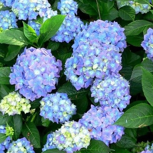 Wat is uw favoriete hortensia? De Forever &amp; Ever is 1 van onze favorieten door zijn lange bloeiperiode en mooie bloemen! #hortensiaweek #onlineplantenbestellen #groeneparadijs