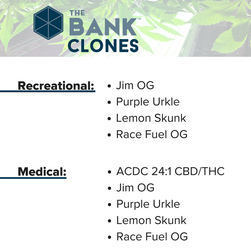 TheBankGenetics's tweet photo. Fresh clone drop @TheClinicCO!!! #cultivatingtrust https://t.co/ALehk2Bvb3