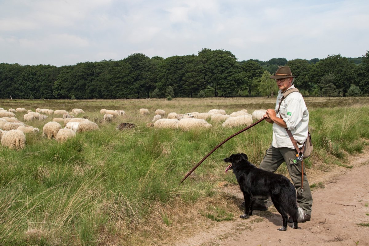 We hebben een opleidingsplaats (BBL, deeltijd) voor de 2-jarige MBO-opleiding Schaapherder bij de schaapskudde van Hoog Buurlo op de Veluwe. bit.ly/2svhxnT