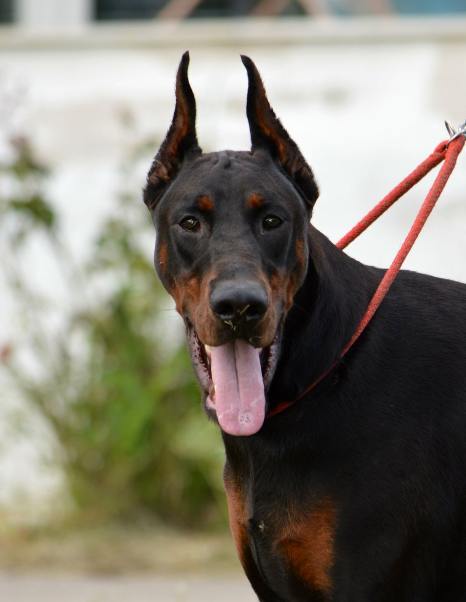 von schwarz european doberman kennel