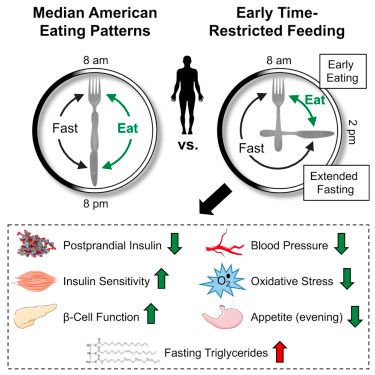 johnlapuma's tweet image. Early Time-Restricted Feeding Improves Insulin Sensitivity, Blood Pressure, and Oxidative Stress Even without Weight Loss in Men with Prediabetes buff.ly/2IsmyrB #smallstudy #impressive #IntermittentFasting #REFUEL
