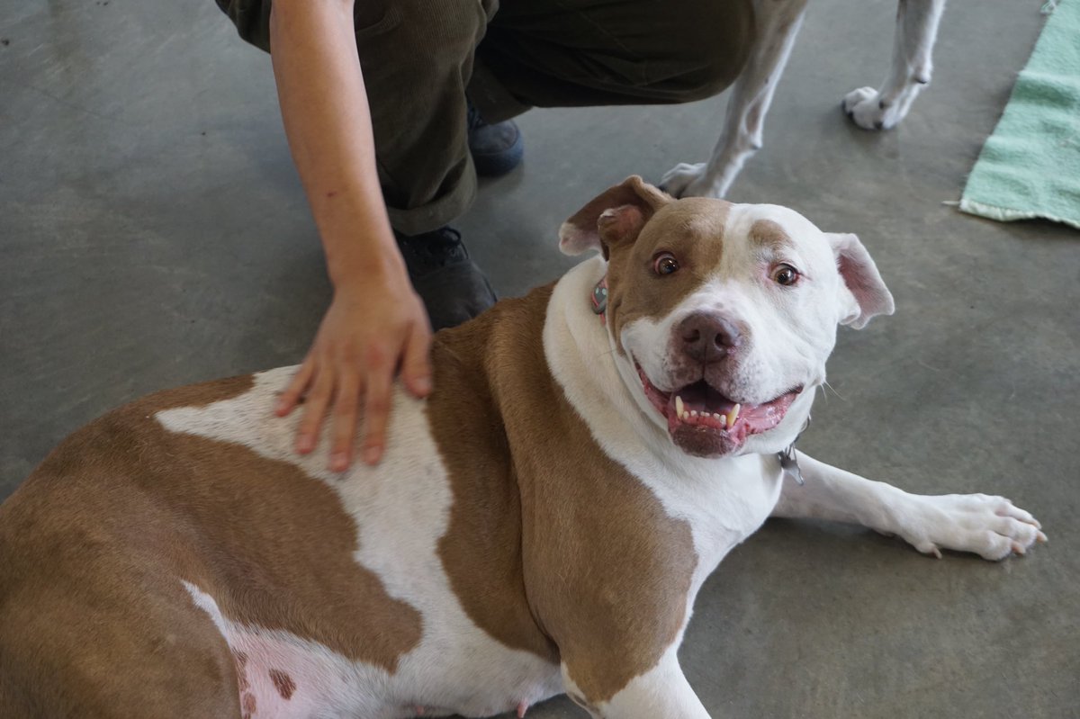 It’s a lazy Thursday! #dogdaycare #samsgreenpaw #sgp #dogboarding #instadog #studiocity