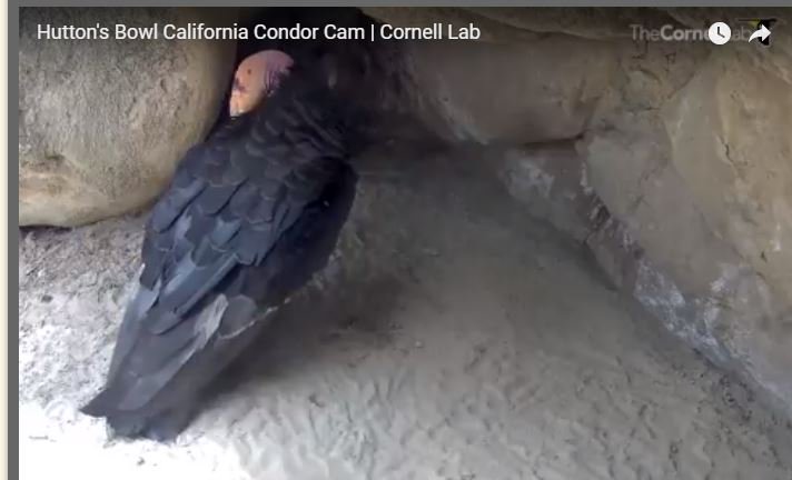 sonoranjv's tweet photo. The #CondorCam is live for 2018! What a great glimpse into the lives of the California Condor. https://t.co/duLwnVfXws https://t.co/EIVykVcX4p