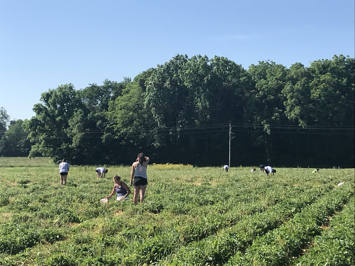 WL_girlsbball's tweet photo. Red Devil Jam will be back in October! Great job to this hardworking group to pick 200lbs of strawberries. You might want to reserve your order with your favorite baller today. They will go fast in October! #RDP #thatjam #Annie’sorchardrocks! #lovethisteam https://t.co/6YUMiVb9jw