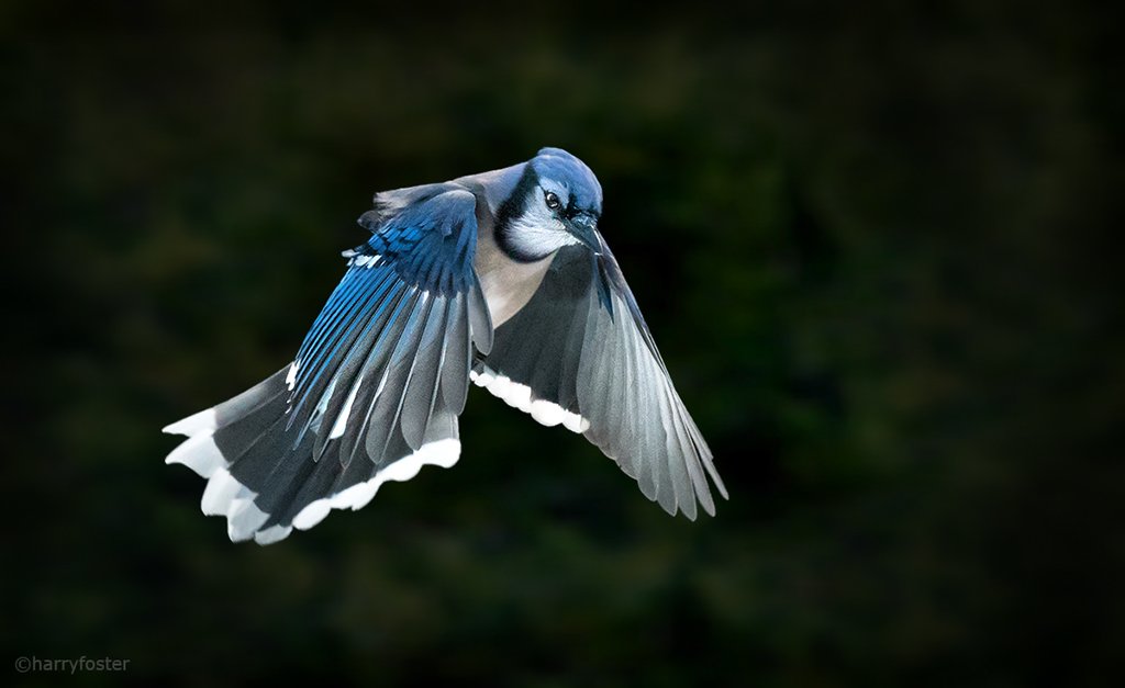 Otter River Weasel Perry On Twitter I Used To Live In Michigan Which Has Lots Of Blue Jays I Was Frequently Annoyed By Them Now I Live In Sw Colorado Where We