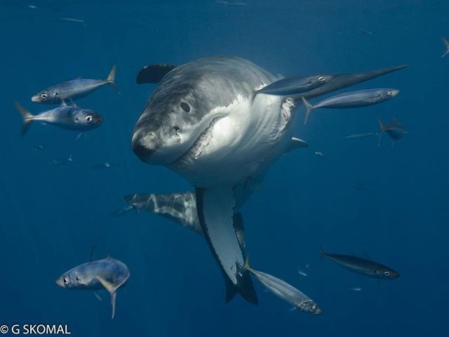 sharkxperts's tweet photo. Beautiful angle captured by SDX friend Dr Greg Skomal @a_whiteshark #sdx #shark #capture #greatwhite #greatwhiteshark #sharkdivingxperts #guadalupeisland #nature #ocean #saveourseas #savesharks #facination #wildlife https://t.co/X0DE8CvVEB https://t.co/2KtpFwBosC