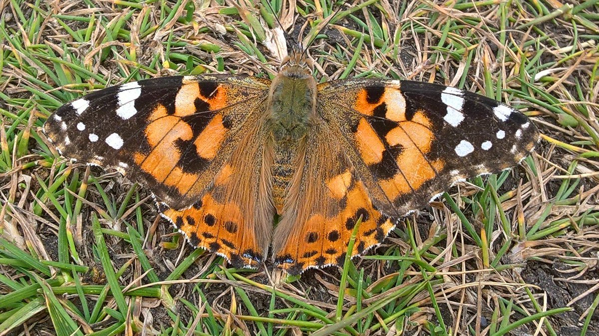 Walking the Anglesey coast path from  #PorthTrecastell to Rhosneigr today. 100+ Small heath 50+ common blue, Wall & Painted Lady @savebutterflies #springwatch