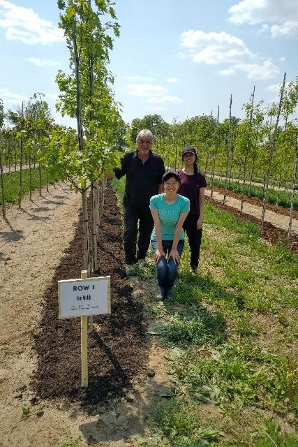At NVK; trail of 3 #mulches in field tree production, investigating #sustainable weed control, moisture addition and soil protection 🌞