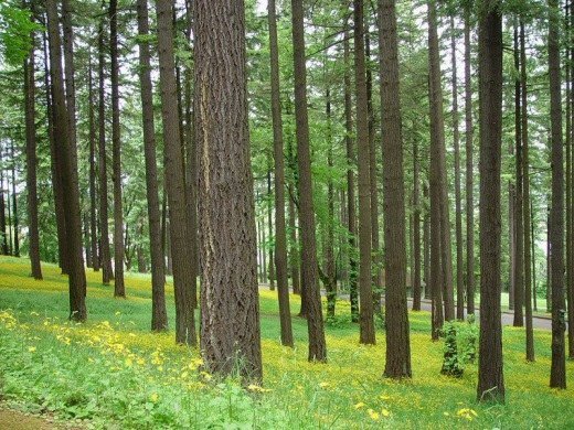 wattsupwiththat's tweet photo. Inconvenient: new treeline paper suggest temperatures were warmer 9000 years ago https://t.co/dqSyDDZSnM https://t.co/LITgIgwfJ8