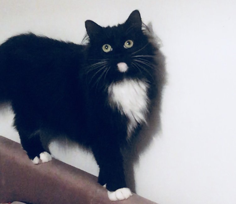 Phoebe_Mieow's tweet photo. Mums been trying to teach me how to flirt #nailedit Step 1: Sultry look 👀 2: Smile showing some teeth 😊 3. Lick your lips like you mean business 👅 (no idea what that means). https://t.co/ASKn54Qyd0