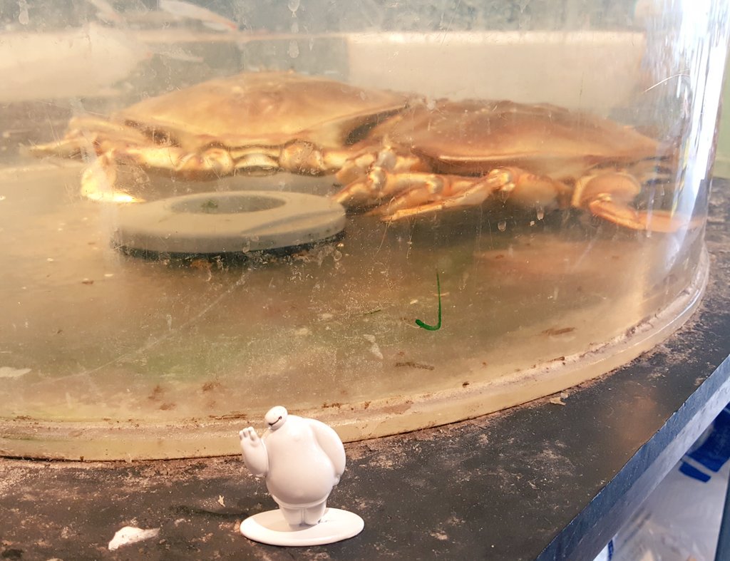 dwntwndwn's tweet photo. Our first stop today is Pike's Place Market. Stinky, but still super cool. #BaymaxSeesSeattle #fishthrowing #farmersmarket #cheesecake #wine #flowers #peoply @Llucasjaredd https://t.co/qVqje8nYQw