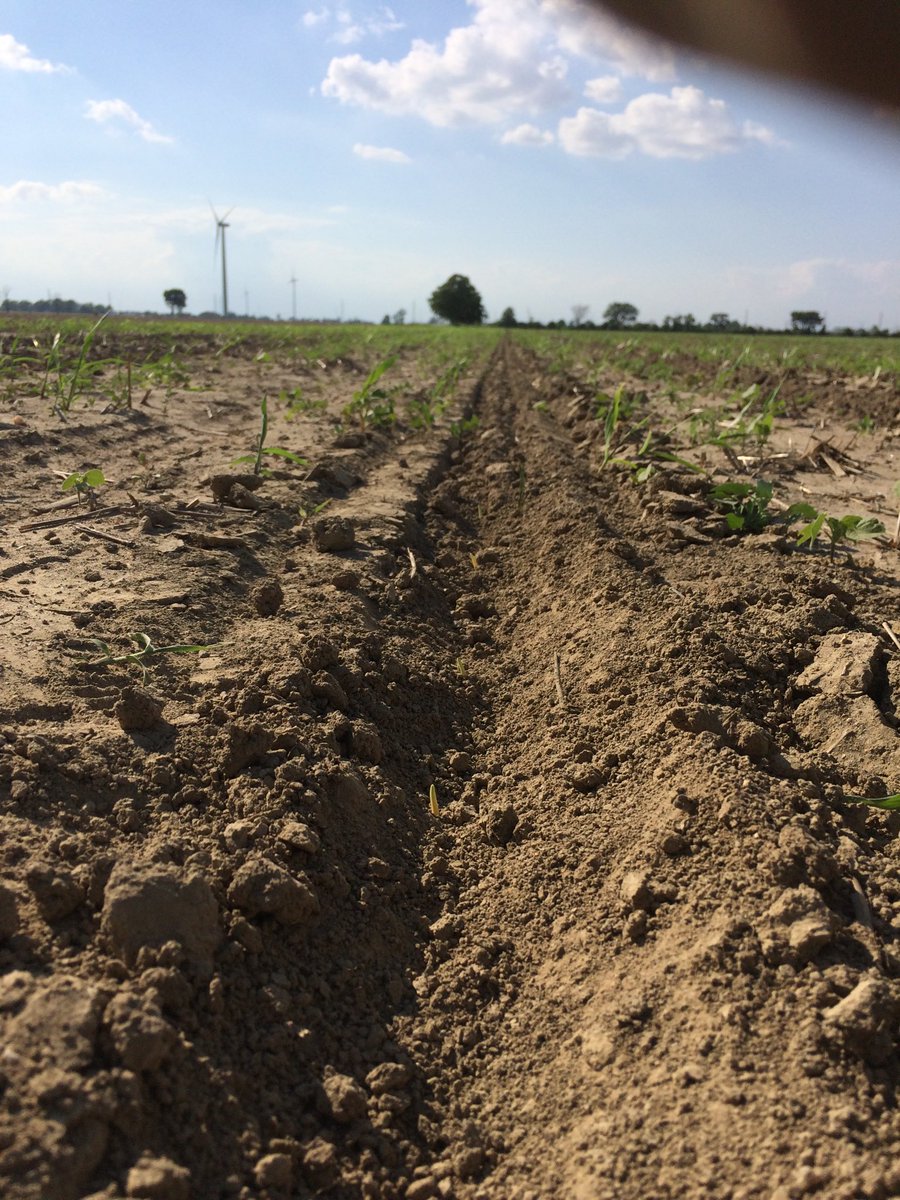 Toddbrady8's tweet photo. #P0506AM @corteva#pioneerseed 3 days after planting P0506AM is coming up!!! https://t.co/TUs3VQXtUE