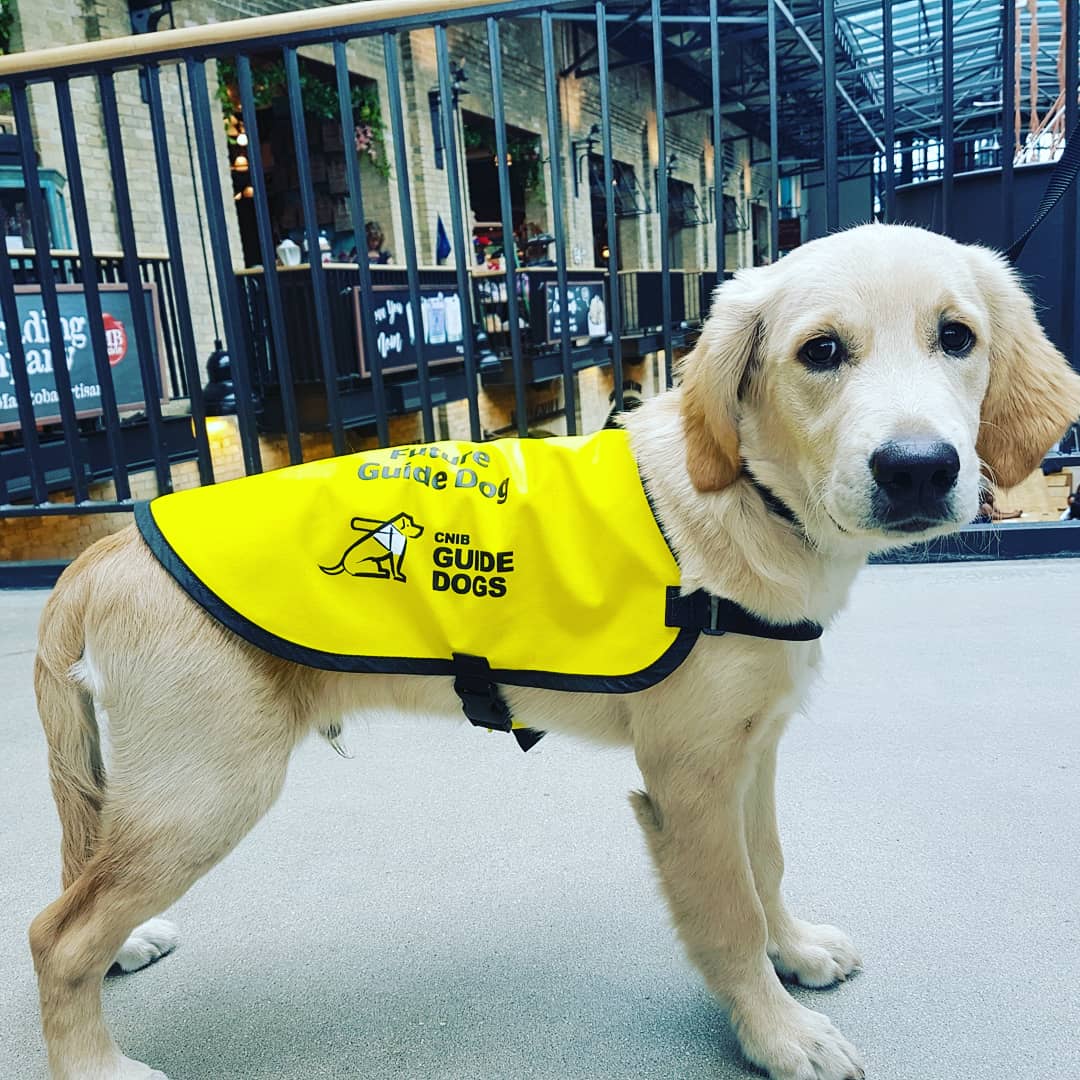 GuideDogDickson's tweet photo. First trip to @TheForks was a success! So many people, smells and shops to experience. I'll definitely be back! #Winnipeg #MeetMeAtTheForks #kbscript @FHCoffee_ @KerryKl106 #futureCNIBguidedog #accessibilitymatters https://t.co/tWzDr4j3xZ