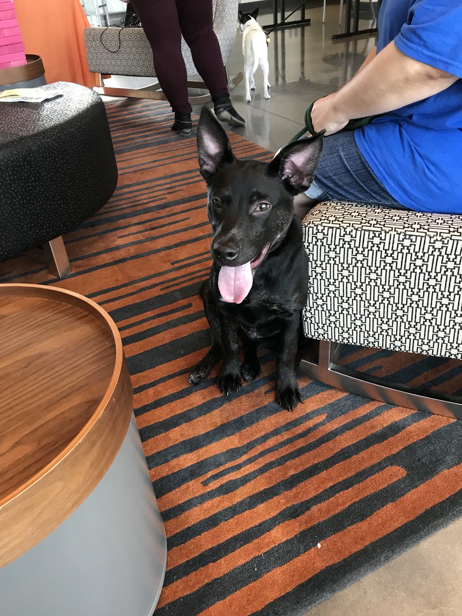 joc_259's tweet photo. @AloftHotels Wichita for ‘Pups and Pints’. @kshumanesociety #AdoptDontShop 
All pups are available for adoption!! https://t.co/aCp1MwCXmy