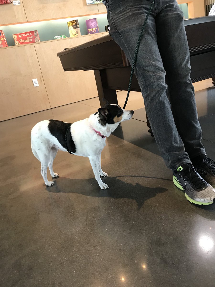 joc_259's tweet photo. @AloftHotels Wichita for ‘Pups and Pints’. @kshumanesociety #AdoptDontShop 
All pups are available for adoption!! https://t.co/aCp1MwCXmy