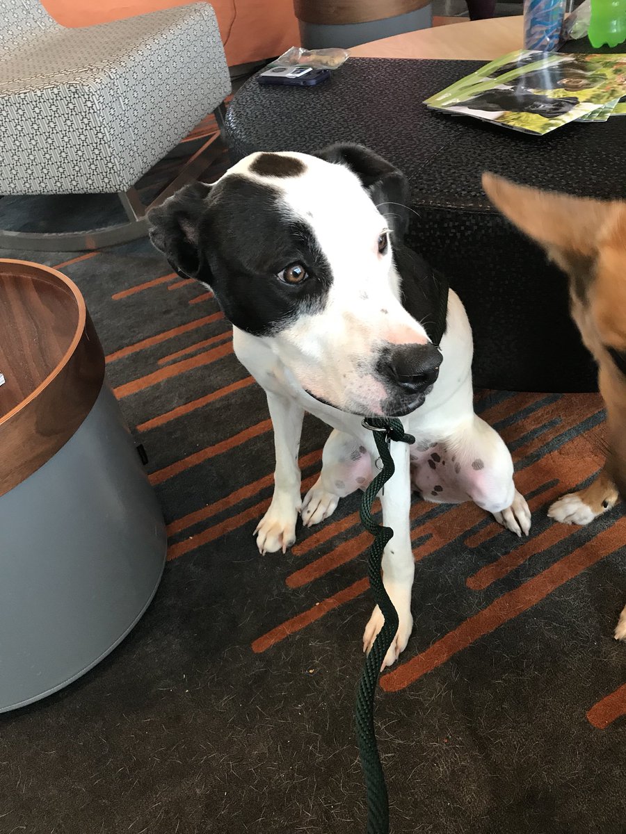 joc_259's tweet photo. @AloftHotels Wichita for ‘Pups and Pints’. @kshumanesociety #AdoptDontShop 
All pups are available for adoption!! https://t.co/aCp1MwCXmy