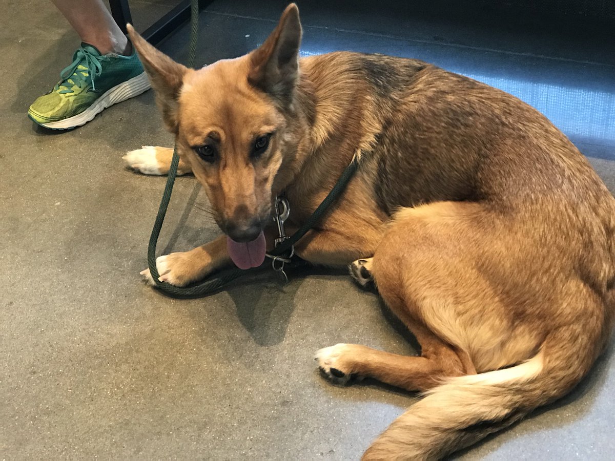 joc_259's tweet photo. @AloftHotels Wichita for ‘Pups and Pints’. @kshumanesociety #AdoptDontShop 
All pups are available for adoption!! https://t.co/aCp1MwCXmy