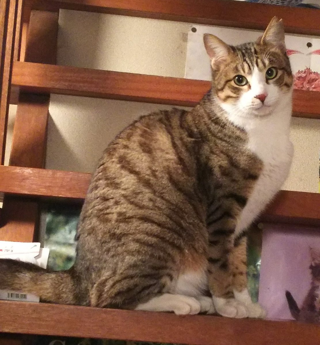 イメージカタログ 最高 Ever 猫が帰ってこない 1 ヶ月