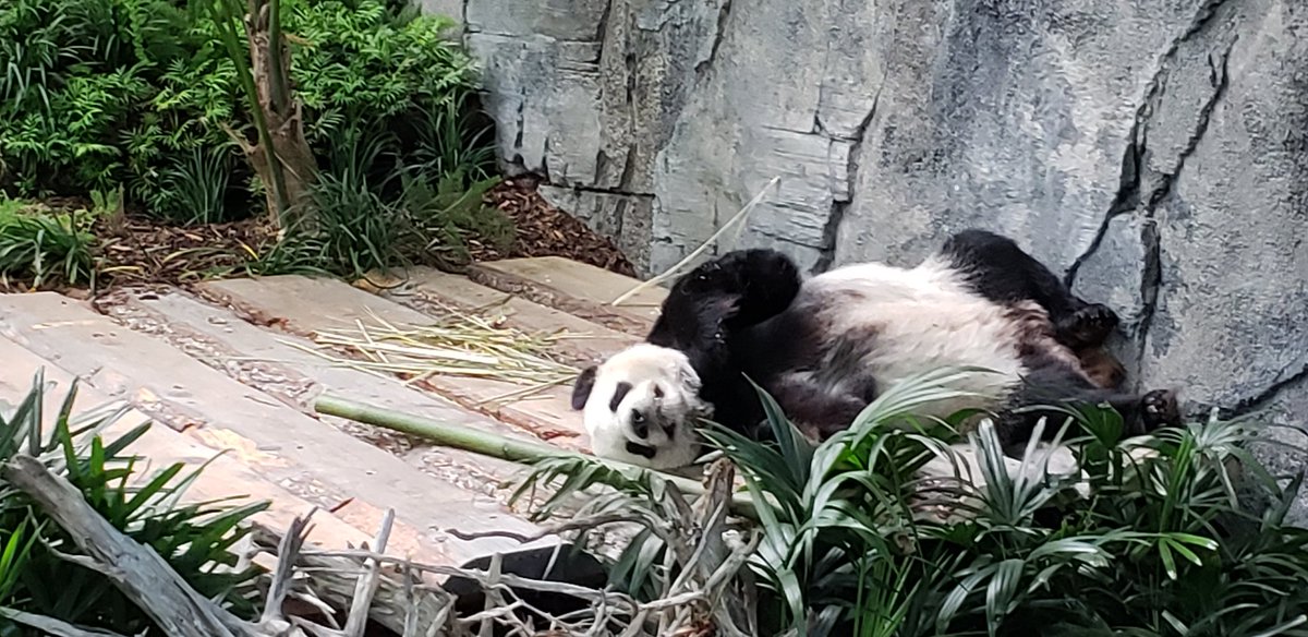 MrSmith400's tweet photo. BVHS #Artclass with #Photo9 keeping it real at the #calgaryzoo #classroomsareeverywhere @rvsed #rvsed #panadatime https://t.co/mNjdqrRftg
