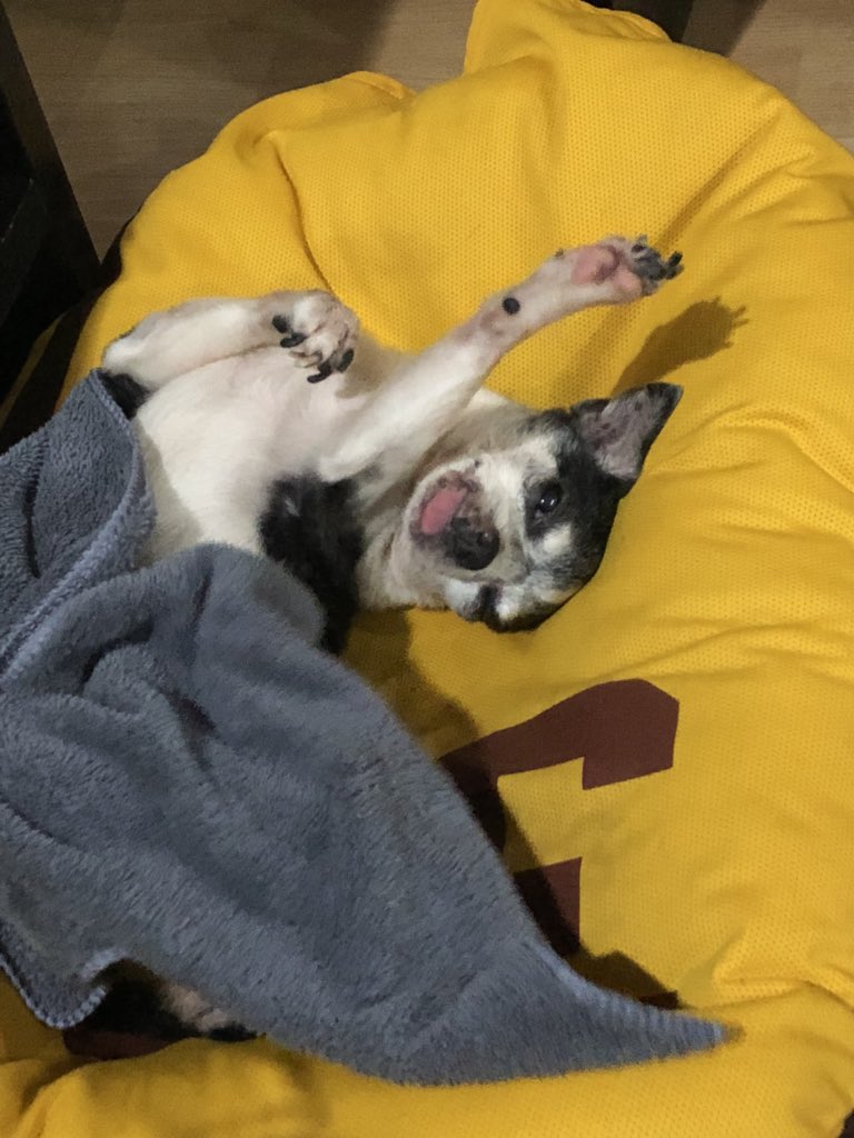 _JanOng's tweet photo. haven’t asked for this for a while but pls send prayers for my doggo !! It’s almost been a year of fighting numerous diseases but he is doing really gr8 slowly 💓 https://t.co/G5Z8xGzzNv