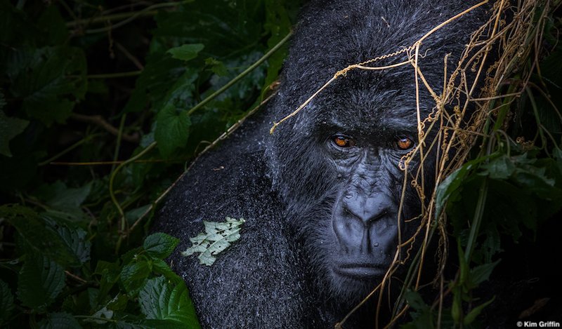 Great news!
The critically endangered mountain gorilla population is increasing! 👏🏼 However, these magnificent creatures still face threats such as snare traps, climate change, infrastructure development and diseases. pand.as/2soiv68