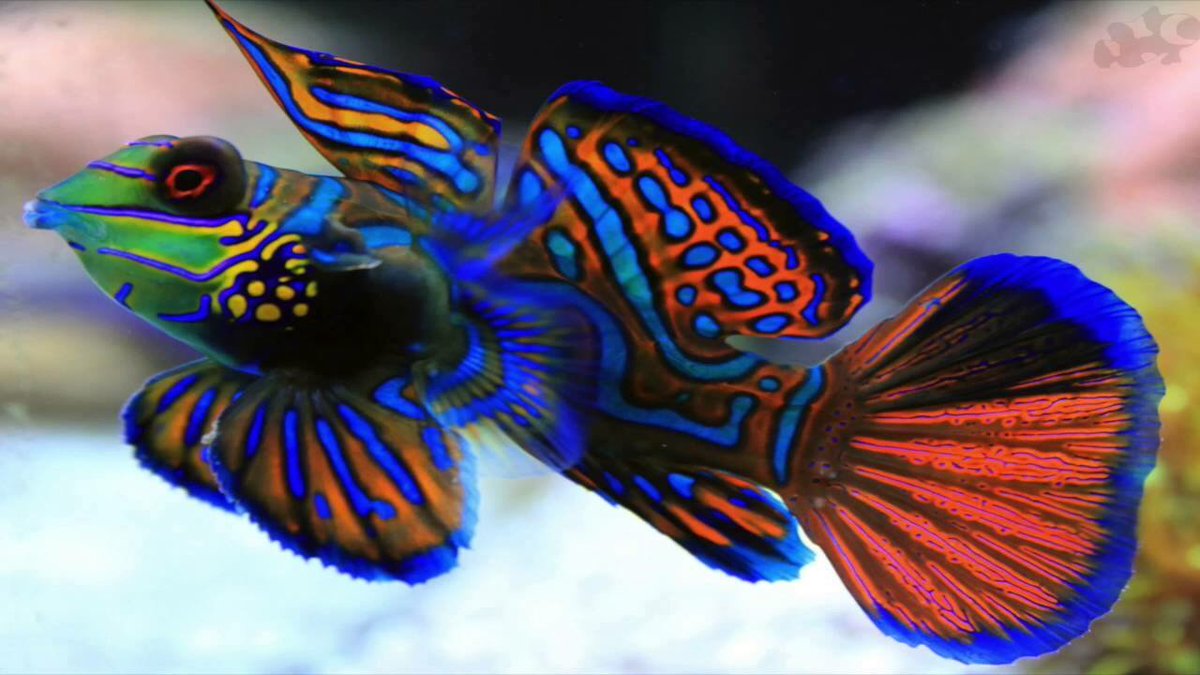 Diving_Bali's tweet photo. Mandarin Dragonets that can be seen in the late afternoon. This is the time they come out from their hiding places to forage. 

Book your dive trip with us now!
email : divers(at)divingbali(dot)com

#DivingBali
#PemuteranHouseReef
#UnderwaterPhotography https://t.co/gba6I9HgRu