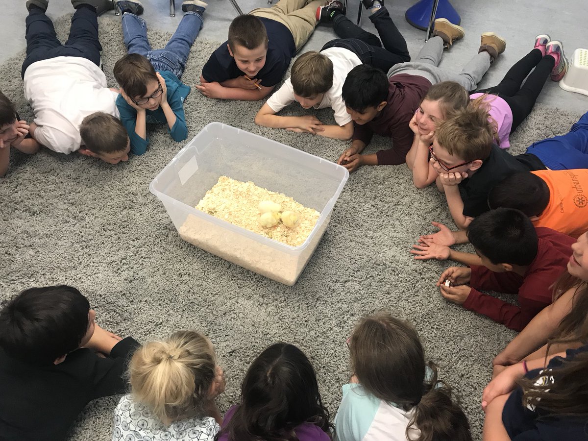 It has been so wonderful to share this chick journey with these kids! We have loved researching how they grow and watching them hatch but this is definitely the best part! #AbEd #grade3 <a href="/Mike_MTN_Horse/">Mike Mountain Horse</a>