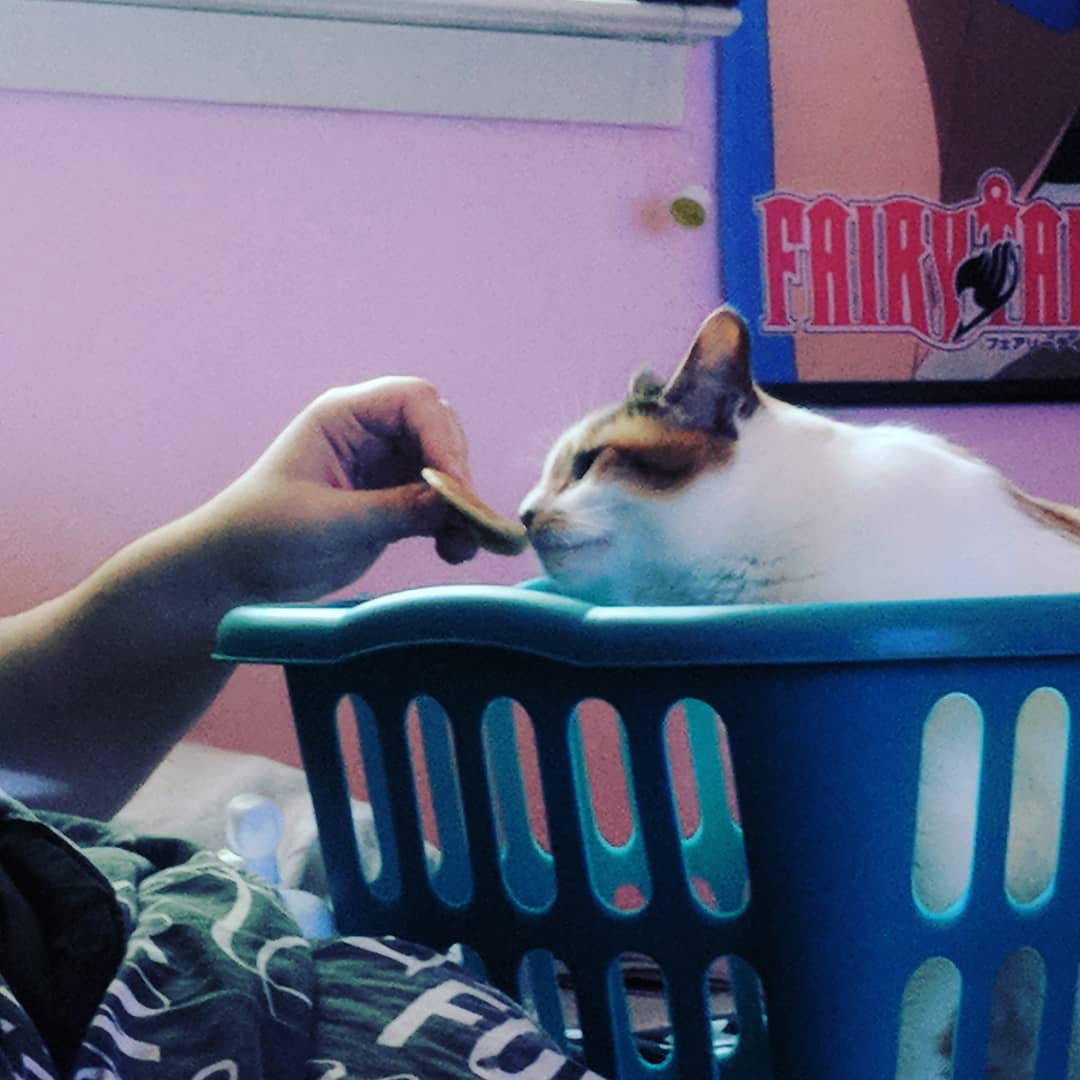 TinyBoxTink's tweet image. A #minipancake for our #bigbread #acatnamedduck #CatsOfTwitter #soeffingcute #catbread #laundry #kittycat #kitteh