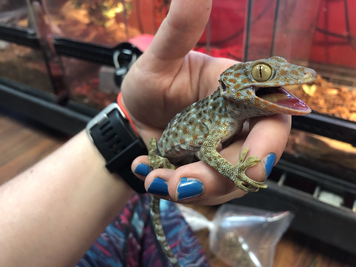 tokay gecko pet