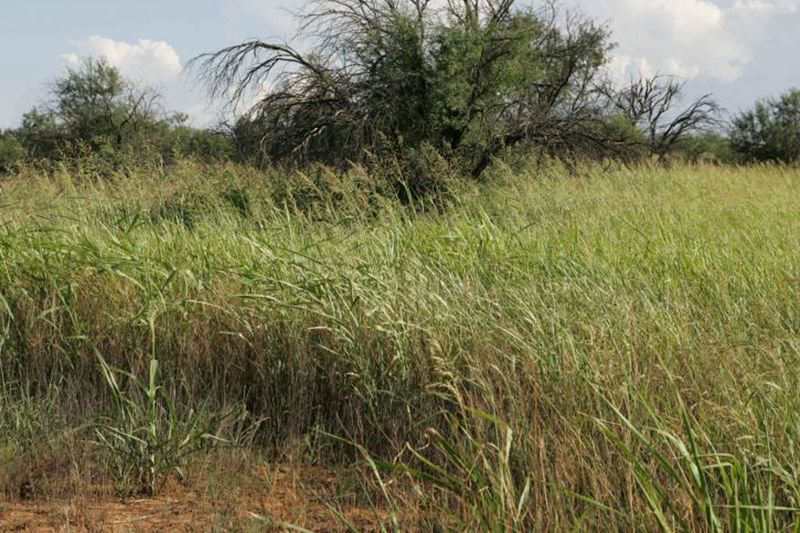 studio_1619's tweet photo. This obnoxious and noxious weed could take over your yard. Here's what you should know about Johnson Grass. #studio_1619 #knowbeforeyougrow #helpfulinfo
https://t.co/BSZ9Nu2Zb5 https://t.co/JVJGVm7QDP