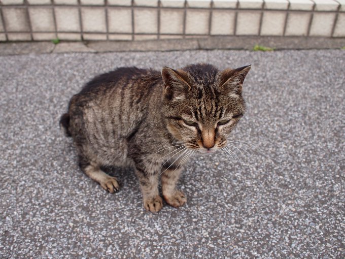 谷中の猫スポットってどこ 東京 谷根千エリア 谷中 根津 千駄木 猫目撃エリア８選 ねこもち