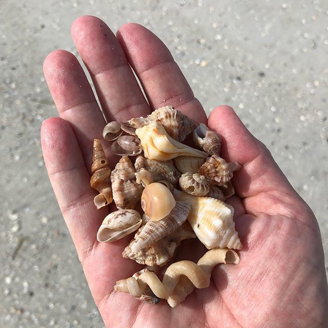 Incredible shelling on Longboat today!
#realtor #realtorlife #shelling #beach #beachlife #island #islandlife #paradise #ilivewhereyouvacation #ilivewhereyouvacation🌴☀️😎 #florida #igers #igersflorida #roamflorida #investinflorida #investmentproperty #li ift.tt/2J5Io0Z