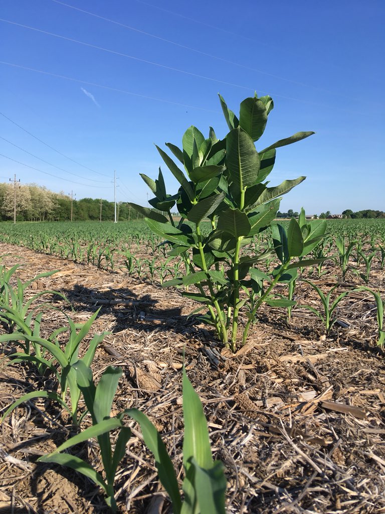 agchick's tweet photo. Naughty, naughty #milkweed. You don’t belong here in a corn field. We can #savethemonarchs by growing habitat in non-cropping areas. #PollinatorPlots https://t.co/wvRtzmS8t4