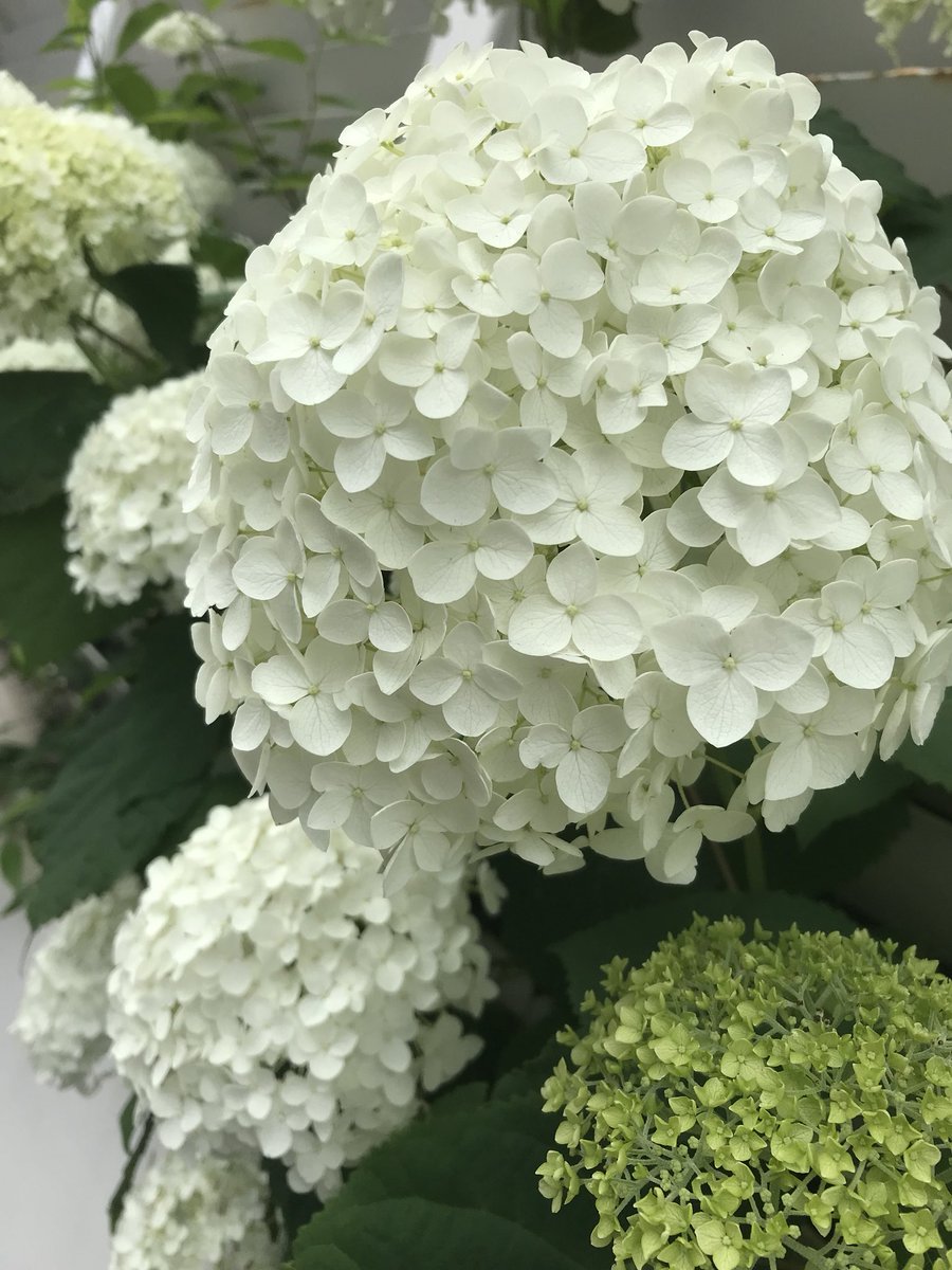 Ichiro Mizuki Twitterren 散歩中に見つけた白い紫陽花 意外とあちらこちらで見られました でも一昨年横浜で見つけた白いアジサイは見事だったなぁ 写真4枚目 ちなみに白い紫陽花はもともと色素を持たないために色の変化はしないと言われています 花言葉は 寛容