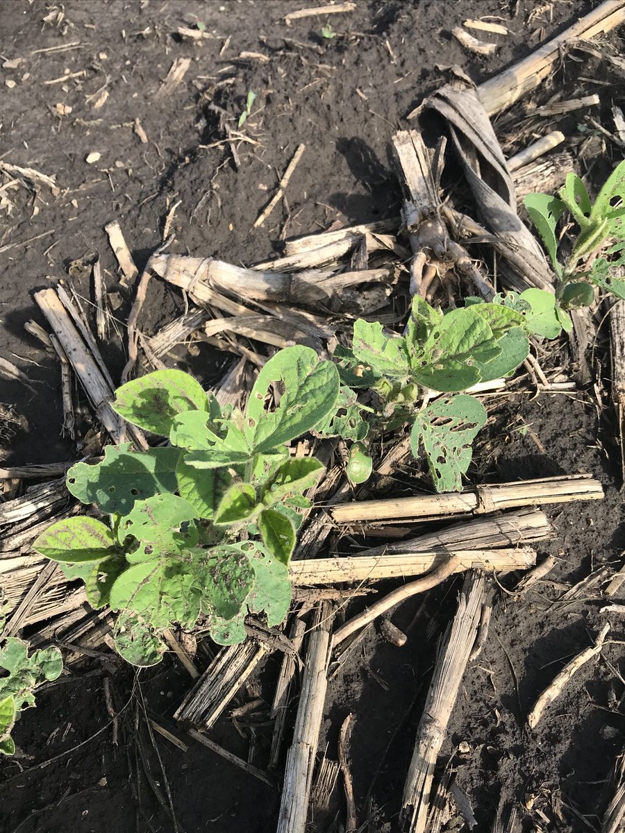 drich82's tweet image. Someone wanted to “save” some money and not treat their beans. You can’t save your way to prosperity. #cruisermaxxvibrance